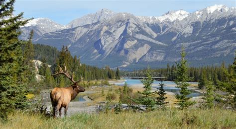 Canada S Wild Wild West Things To See And Do In Alberta My Travel Quiz