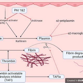 Role Of Plasminogen Activator Inhibitor 1 PAI 1 In Diabetes And