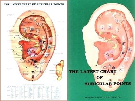 Ear Acupuncture Points Chart A Visual Reference Of Charts Chart Master