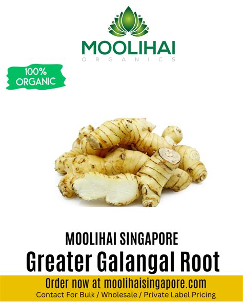 Greater Galangal Root Moolihai Singapore