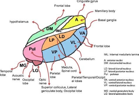 An Area Connected To The Thalamic Nucleus Group Download Scientific Diagram