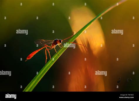 Microphotography of insects in backlight Stock Photo - Alamy