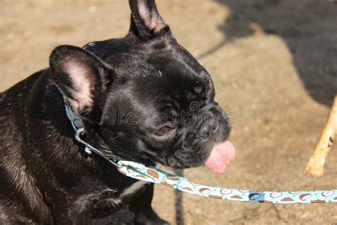 Cute Puppy French Bulldog Model Stock Image Image Of Name Earth