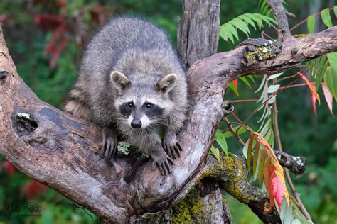 Racoon In Fall Raccoon Northern Minnesota Wildlife Marty Forseth