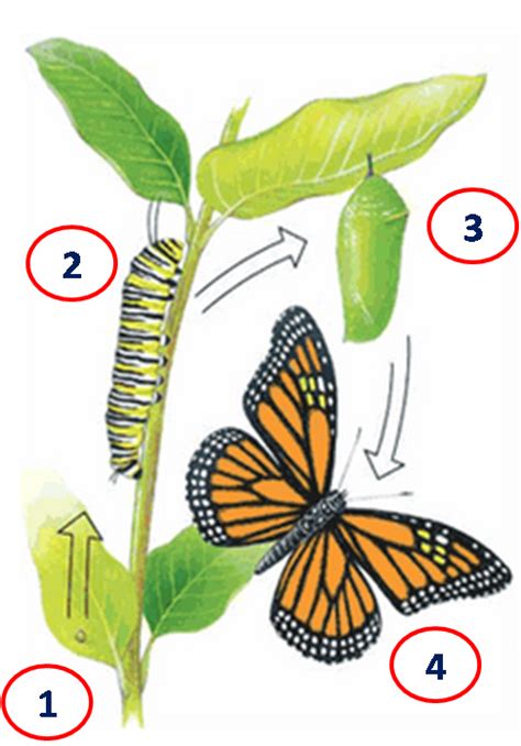 El Arullar Del Viento Metamorfosis De Las Mariposas