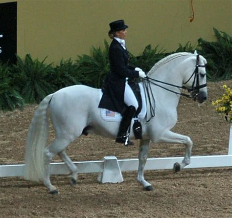 Andalusian horse | PetMapz