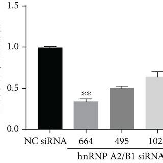 Effect Of Hnrnpa B Knockdown On Lps Induced Nf B Signaling