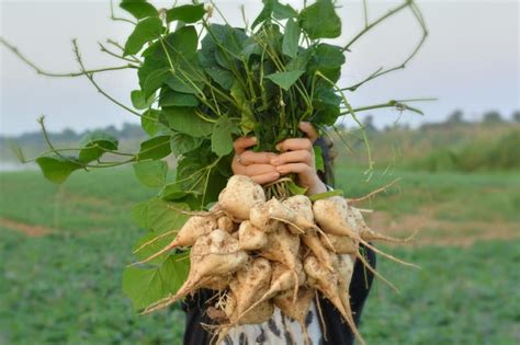 How To Grow Jicama Tips To Channel Your Inner Farmer