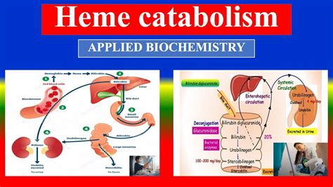 Heme Catabolism Applied Biochemistry For Bsc Nursing Youtube