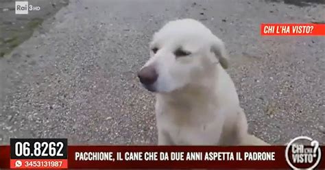 Il padrone è scomparso da due anni ma Pacchione lo aspetta sempre nello