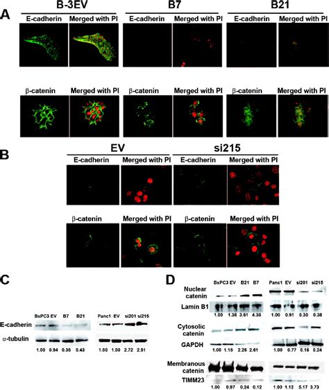 Up Regulation Of Msx Enhances The Malignant Phenotype And Is