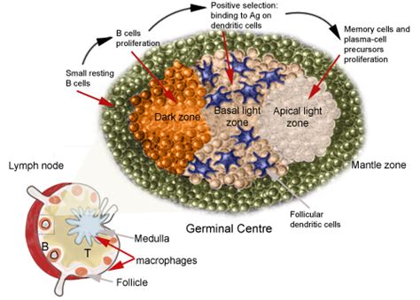 Immunology Laboratory Basic Concepts