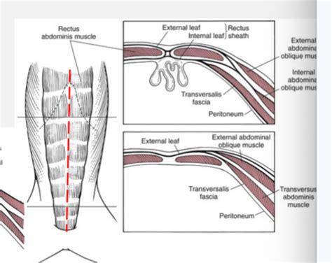 Anatomy I Exam Flashcards Quizlet