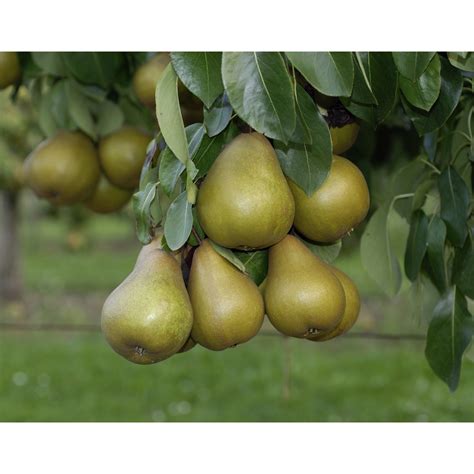 Gartenkrone Birne Pyrus communis Gellerts Butterbirne Früchte süß