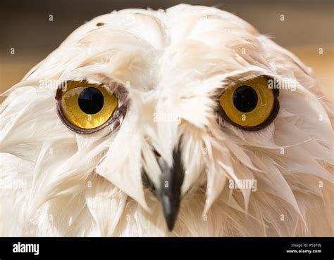 wet snowy owl drenched from shower Stock Photo - Alamy