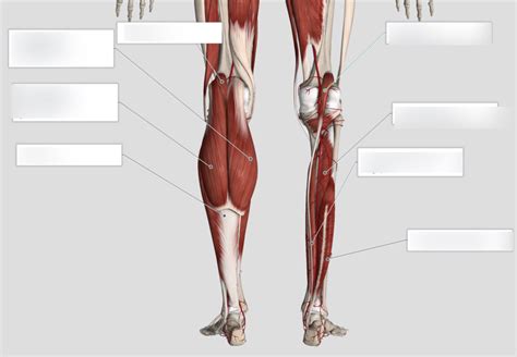 Posterior Compartment Of Leg Diagram Quizlet