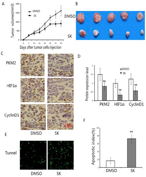 Shikonin Suppressed The Proliferation Of EC109 Cells In Vivo EC109