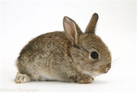 Baby European Rabbit photo WP17585