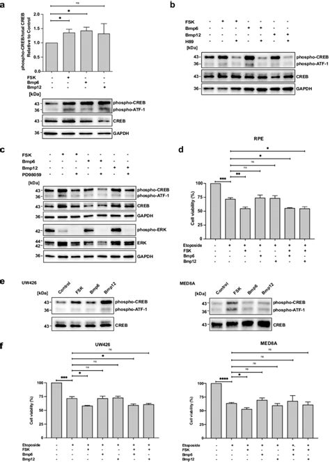 Creb Pathway Activation Enhances Chemosensitivity A Western Blot And