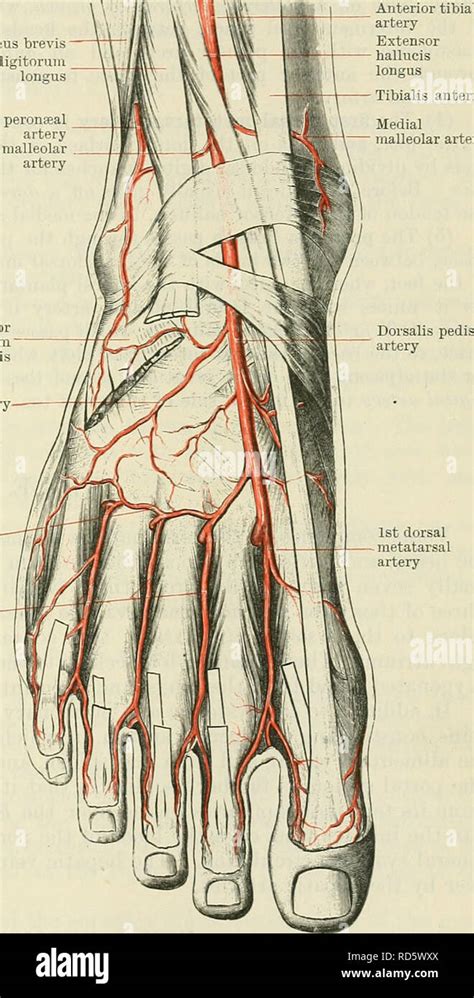 Dorsalis Pedis Hi Res Stock Photography And Images Alamy