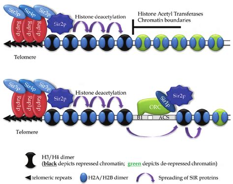 Gene Silencing At The Telomeres Rap P Binds To The Telomere And