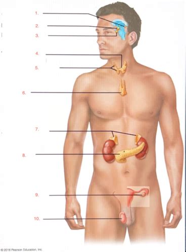 BIOL 2112 Endocrine System Lab Flashcards Quizlet