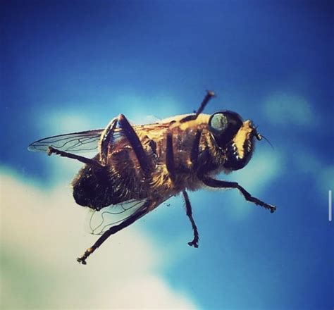Busy Buzzing Bee By Brodie0714 On Deviantart