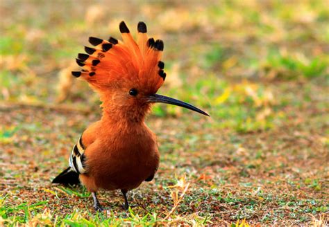 African Hoopoe Upupa Africana