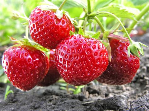 Comment planter des fraisiers Mon jardin d idées Mon jardin d idées