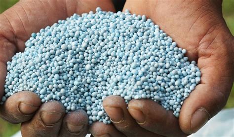 Govt Increases Subsidy On Dap Fertilizers To Rs 1200 Per Bag To Spend