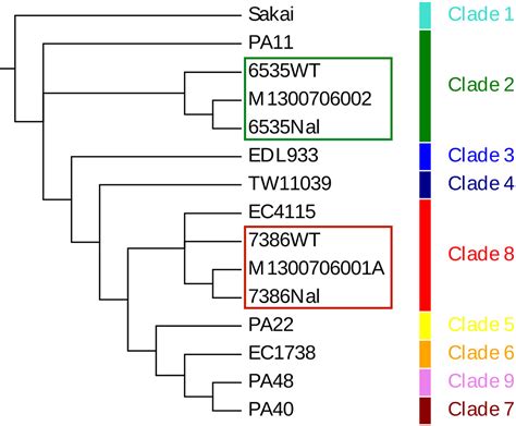 Frontiers Genome Sequence Analysis And Characterization Of Shiga