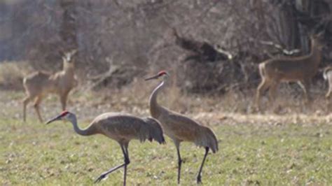 DeVries Nature Conservancy | Michigan