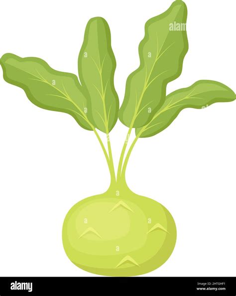 Kohlrabi Cabbage Fresh Farm Vegetable Vector Illustration Stock Vector Image And Art Alamy