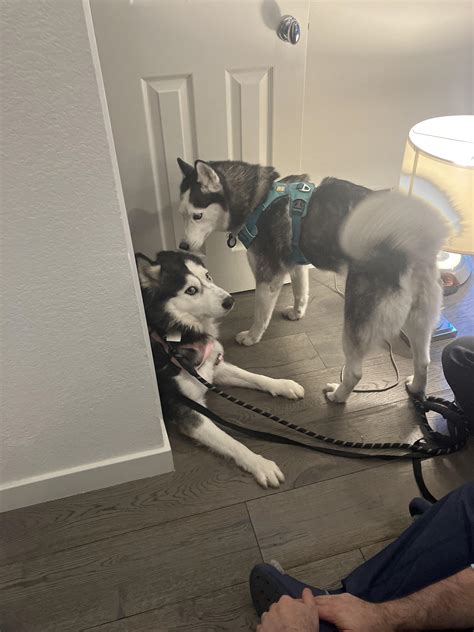 Sweet, scared current foster getting the once-over from previous foster