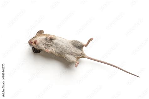 Dead Mouse Isolated On White Background Stock Photo Adobe Stock