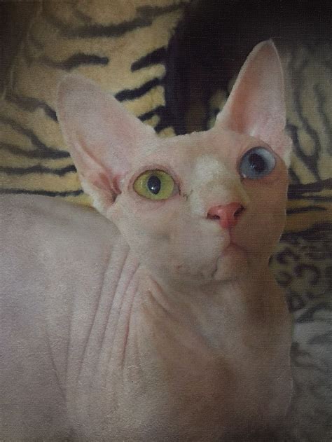 Pin On My Naked Kitties