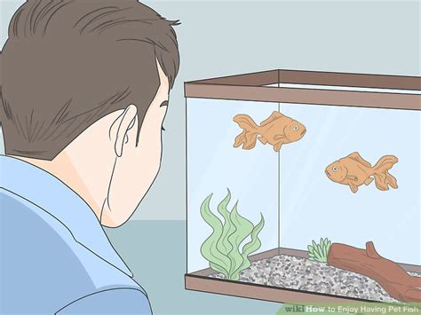 Ways To Enjoy Having Pet Fish Wikihow