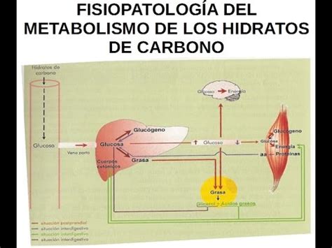 FISIOPATOLOGÍA DEL MET DE LOS CARBOHIDRATOS Otras alteraciones YouTube