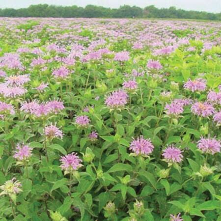 Wild Bergamot, Monarda Seeds | Urban Farmer