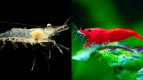 Ghost Shrimp vs Cherry Shrimp – Our Helpful Guide!