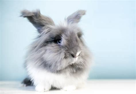 500+ Lionhead Rabbit Colors Stock Photos, Pictures & Royalty-Free ...