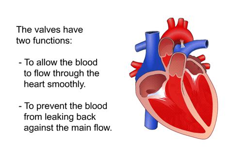 PatEdu.com : Heart Valve Diseases