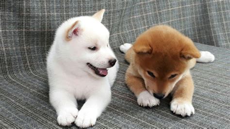 White Shiba