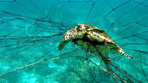 Why Is The Hawksbill Sea Turtle Endangered - Danger Choices