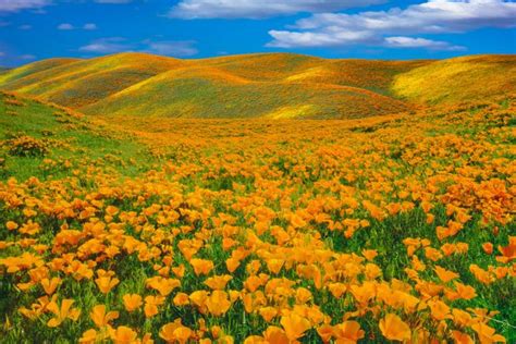 7 Spectacular Super Blooms Around The World