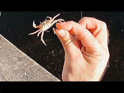 Use This Rig Fiddler Crabs To Catch More Sheepshead Youtube