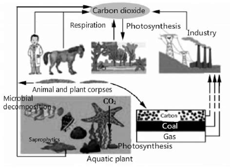 Carbon dioxide cycle in nature. | Download Scientific Diagram