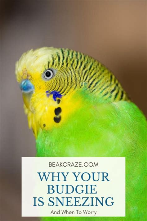 A Green And Yellow Bird With The Words Why Your Budgie Is Sneezing