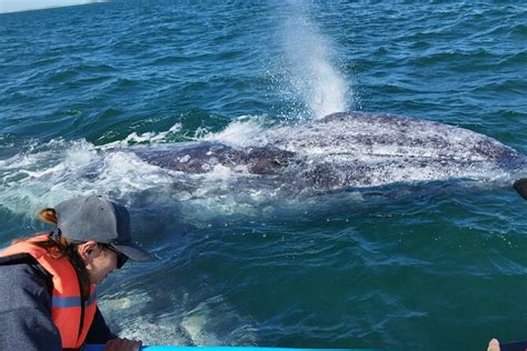 La Paz Expérience d observation des baleines grises d une journée