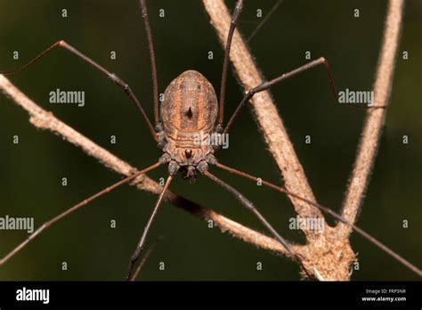 Harvestman Opiliones Hadrobunus Grandis Daddy Long Legs Mumbai